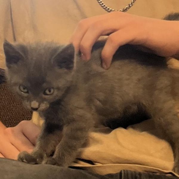 Germania thumbnail 4