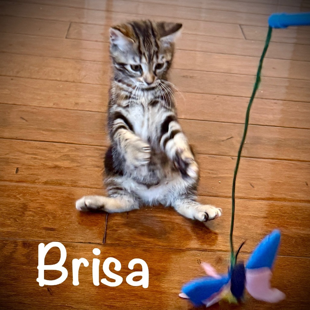 Brisa
