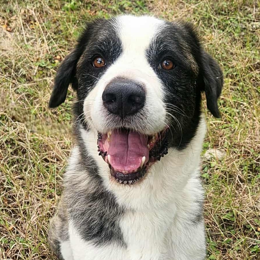 Alexander The Great JuM