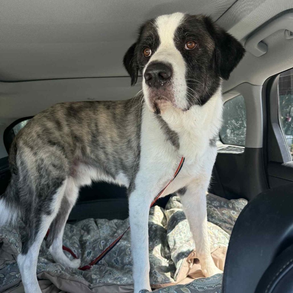 Alexander The Great JuM