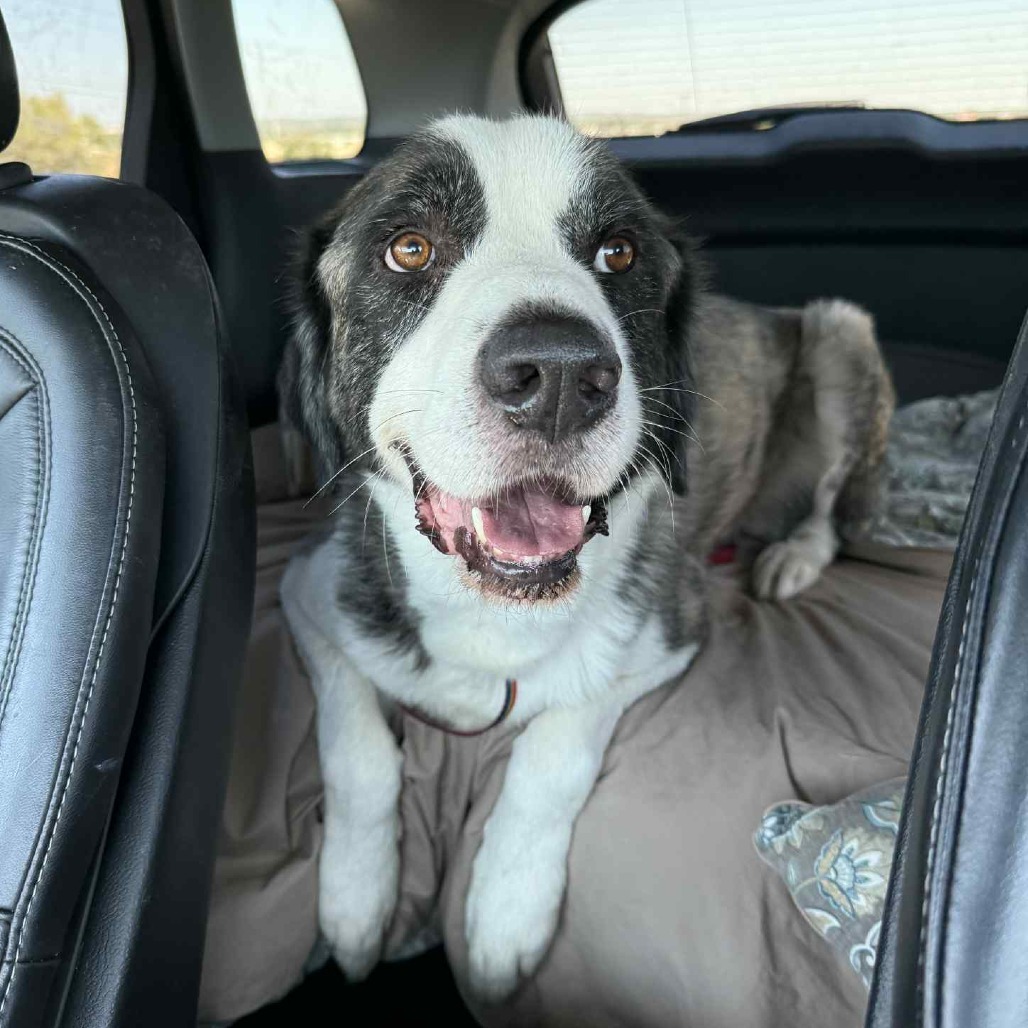 Alexander The Great JuM