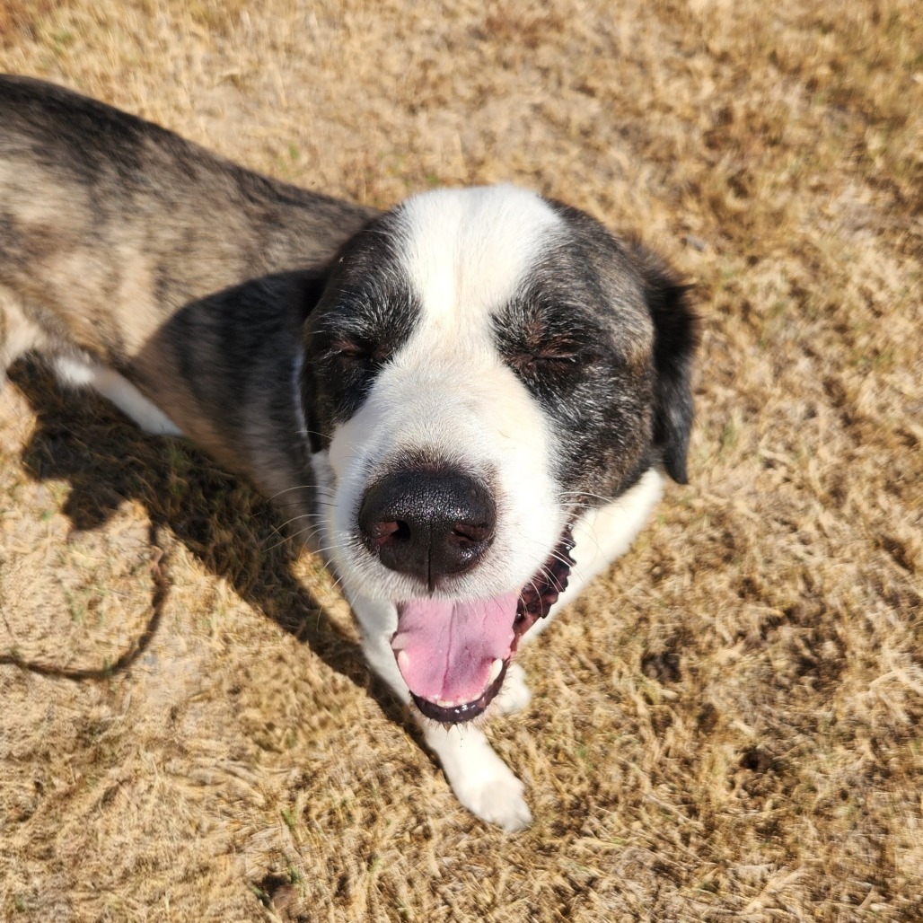 Alexander The Great JuM