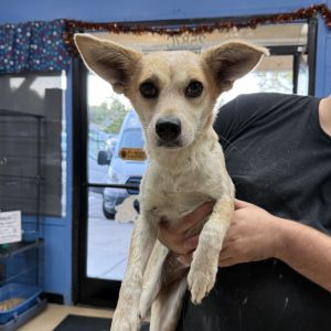 Rebel - Chino Hills Location