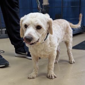 Lionel - Chino Hills Location