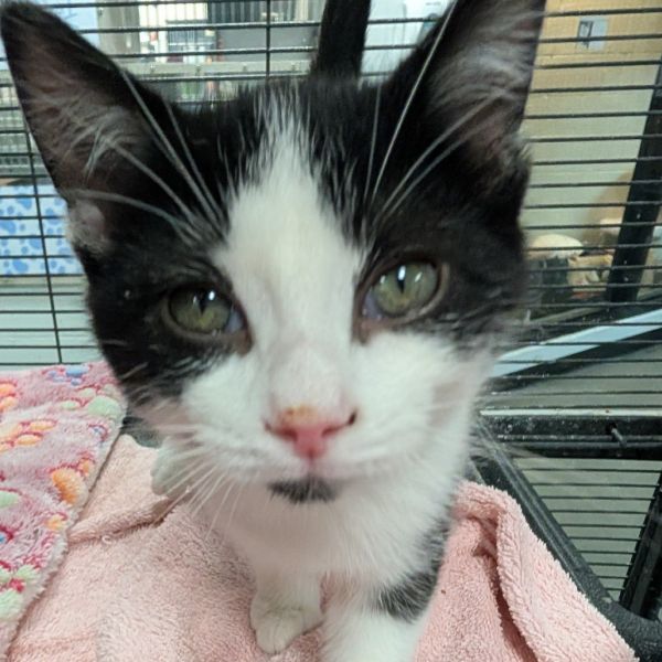 Double Stuffed Oreo Mcflurry
