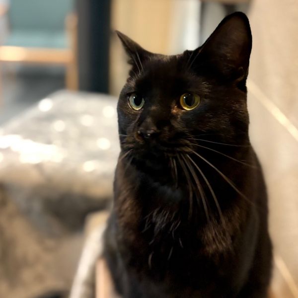 Milo Chavez thumbnail 2