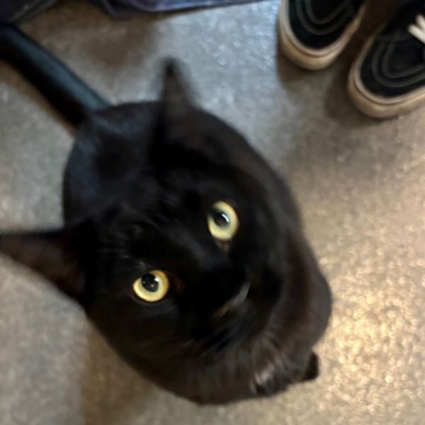 Milo Chavez thumbnail 3