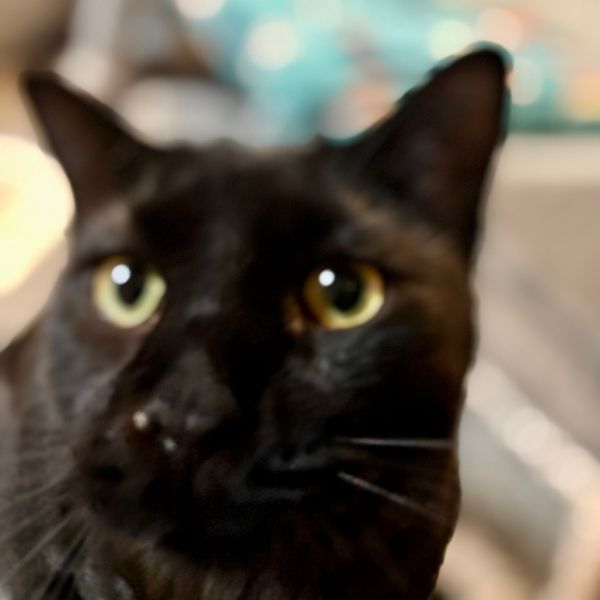 Milo Chavez thumbnail 4