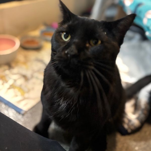 Milo Chavez thumbnail 5