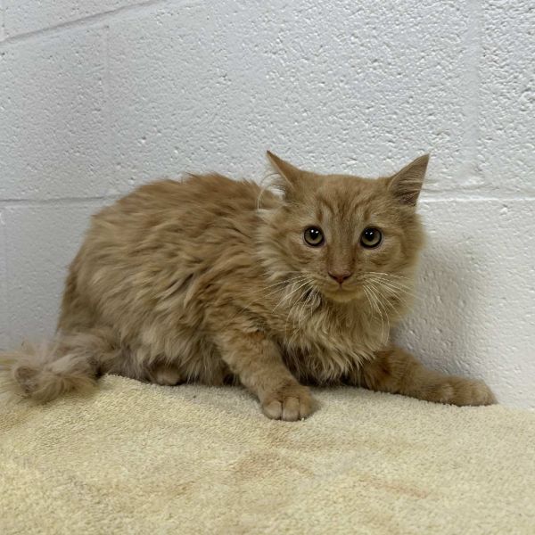 Svasstray thumbnail 2