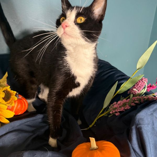 Cisco Gott thumbnail 2