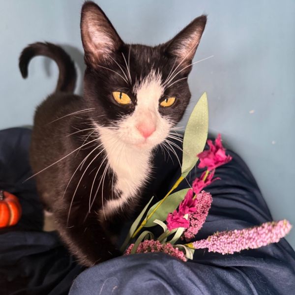 Cisco Gott thumbnail 3