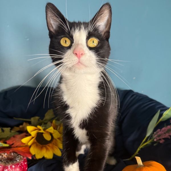 Cisco Gott thumbnail 4