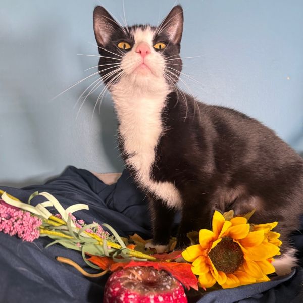 Cisco Gott thumbnail 5