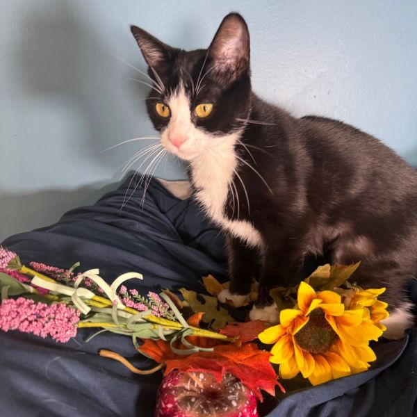 Cisco Gott thumbnail 6