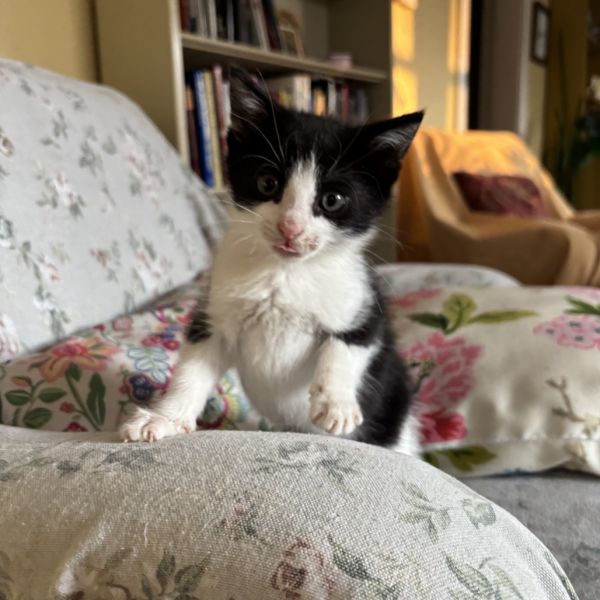 Scrungle thumbnail 2