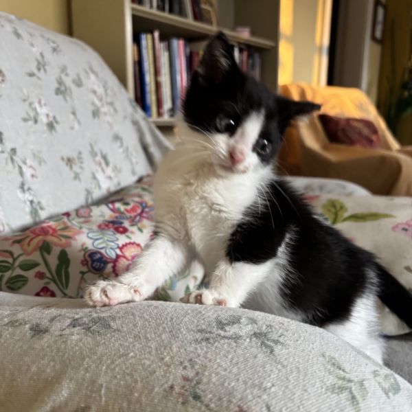 Scrungle thumbnail 3