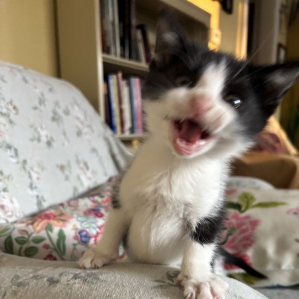 Scrungle thumbnail 4