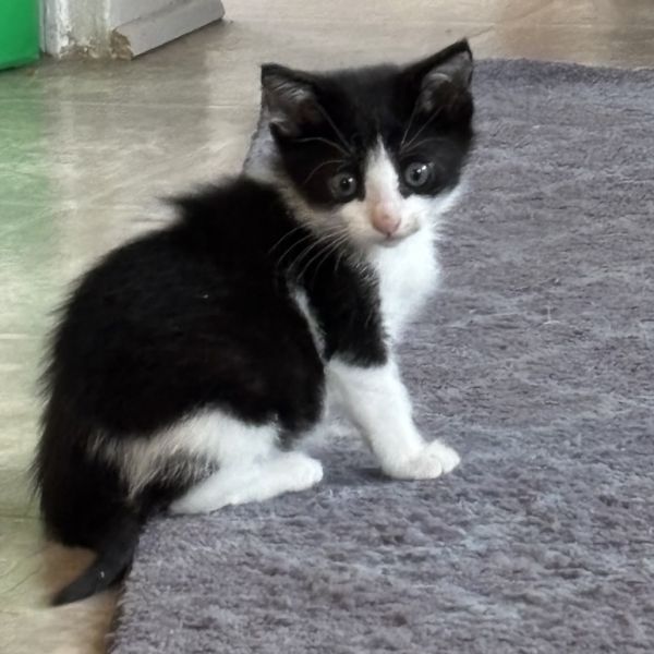 Scrungle thumbnail 5