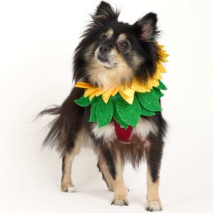 Bonita Applebum 13444