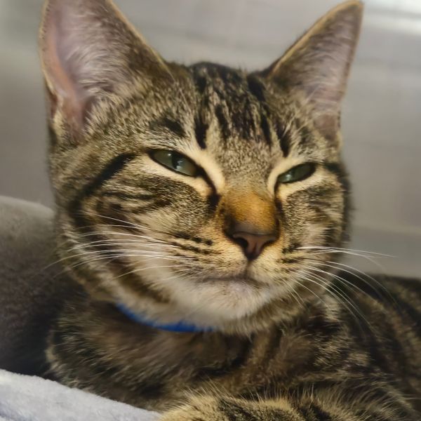 Tow Mater thumbnail 2