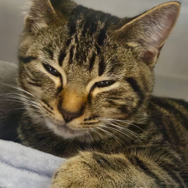 Tow Mater thumbnail 3