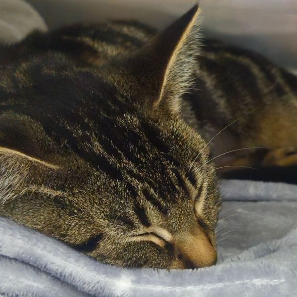 Tow Mater thumbnail 4