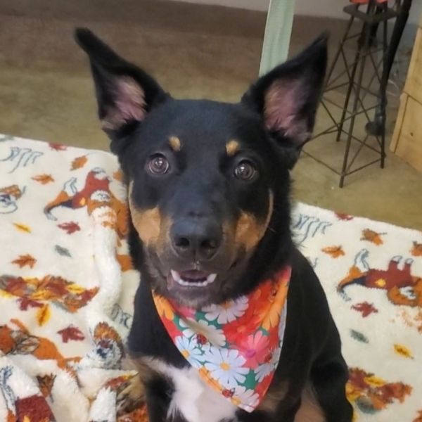 K Buckie thumbnail 2