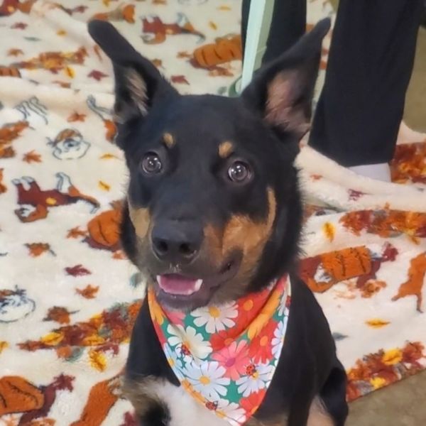 K Buckie thumbnail 3