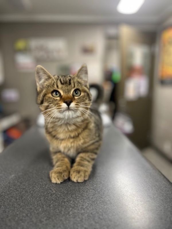 Little Baby thumbnail 3