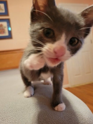 A Stormypetsmart West Ashley
