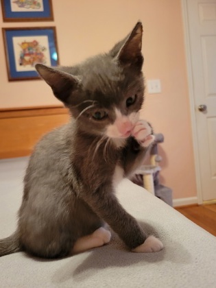 A Stormypetsmart West Ashley thumbnail 2