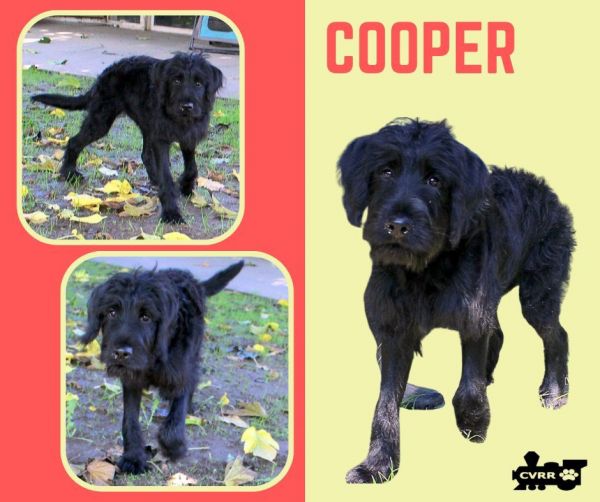 Cooper photo 1