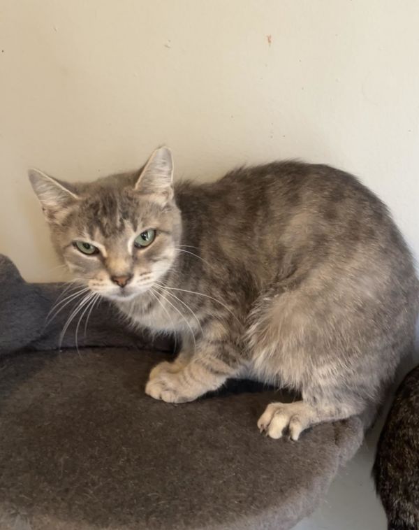 C Litter Ella photo 1