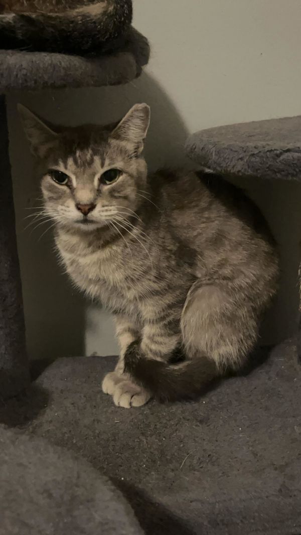 C Litter Ella thumbnail 2