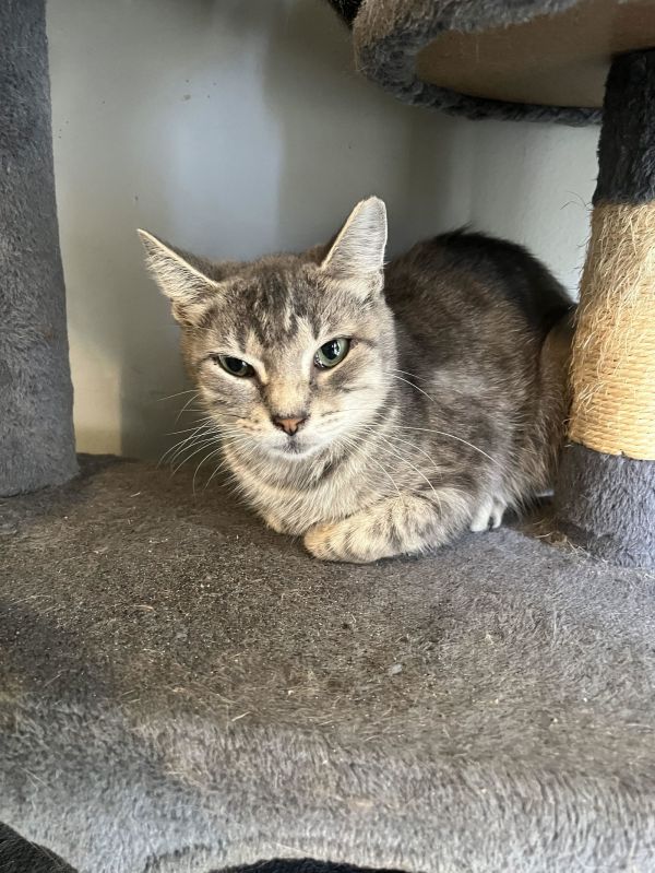 C Litter Ella thumbnail 3