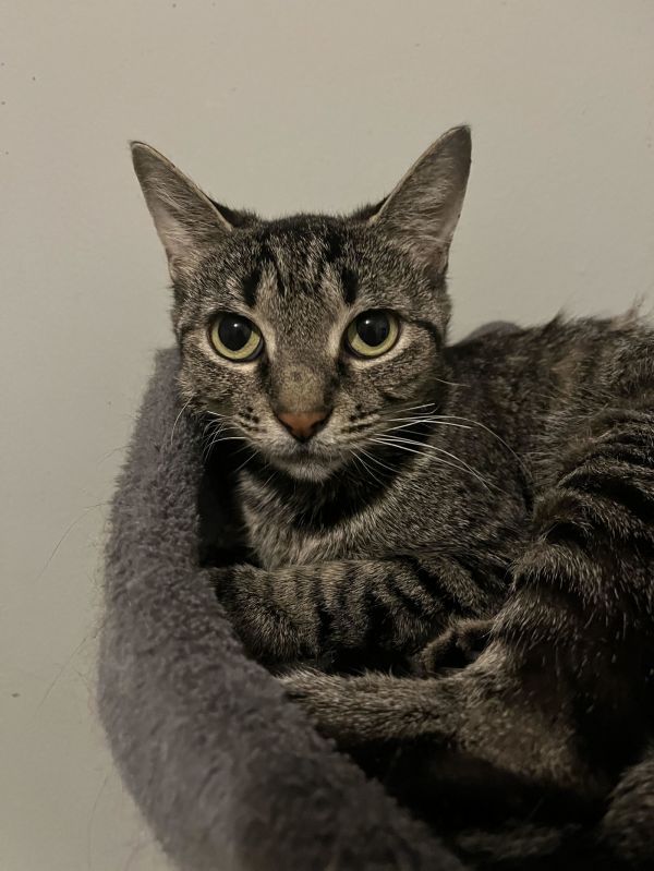 C Litter Bella thumbnail 2