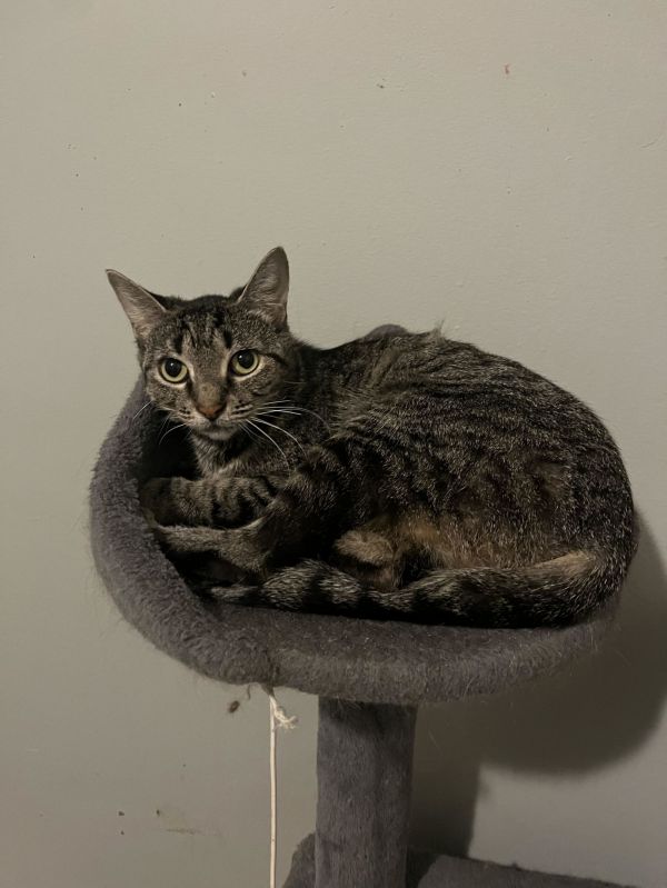 C Litter Bella thumbnail 3