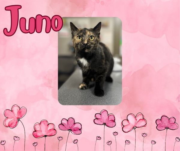 Juno