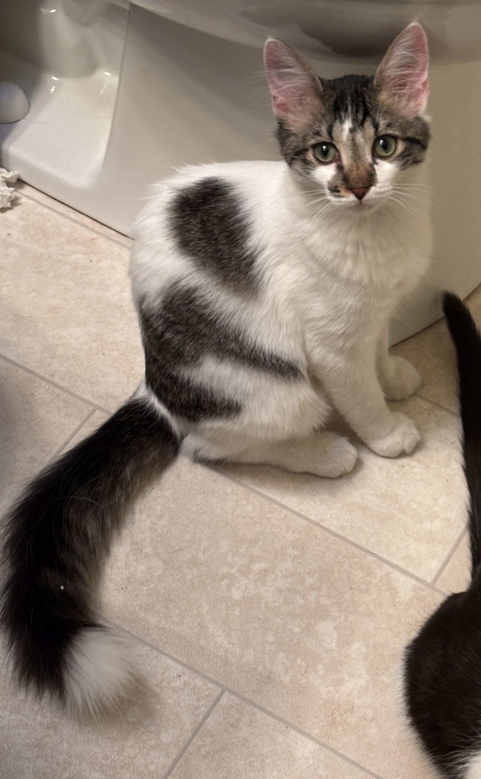 Prince Charming (Napa GD)