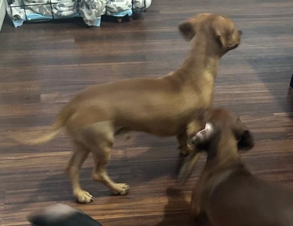 Odie  Las Vegas thumbnail 3