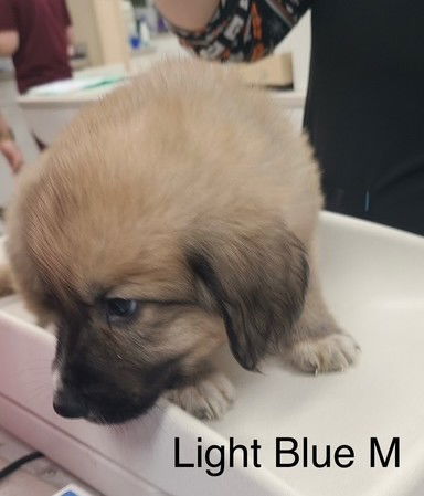 Bradley (Light BLue)