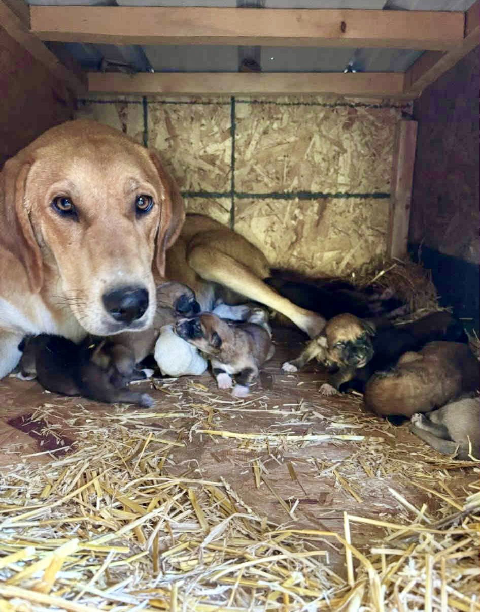 Bradley (Light BLue)