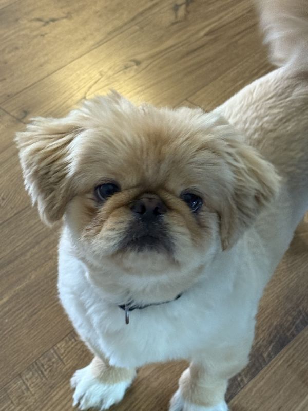 Pekingese  Sammy