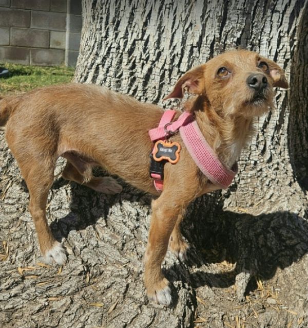 Chimster thumbnail 2