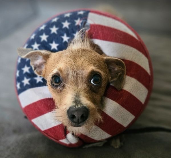 Chimster thumbnail 3