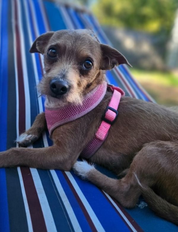 Chimster thumbnail 4