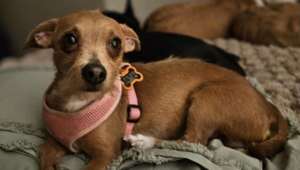 Chimster thumbnail 5