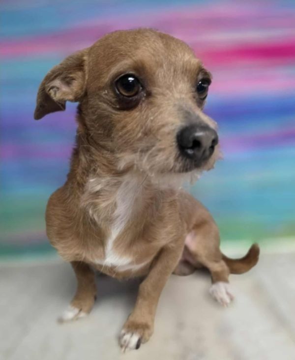 Chimster thumbnail 6