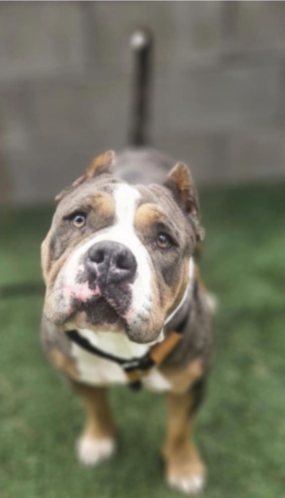 Dorothy Hw+ thumbnail 2